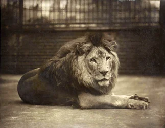 Portrait de Majesté, vers 1890
